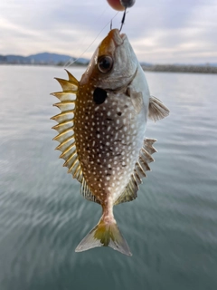 アイゴの釣果