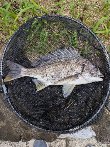 キビレの釣果