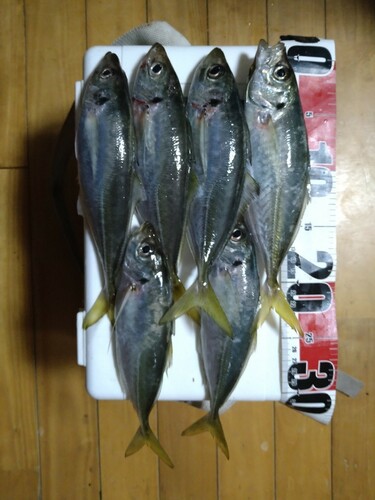 マアジの釣果