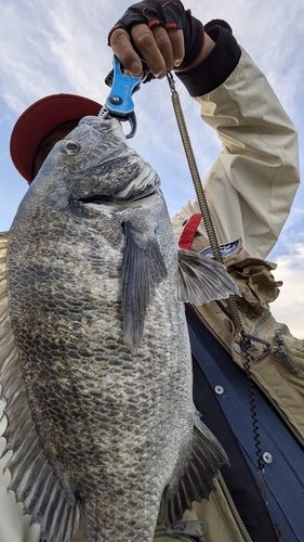 チヌの釣果