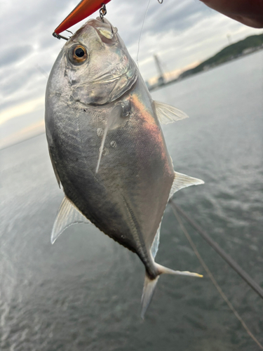 メッキの釣果