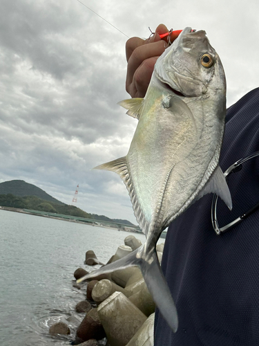 メッキの釣果