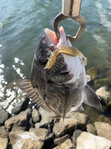 チヌの釣果