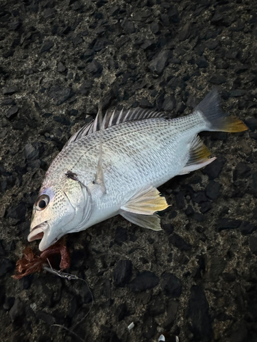 キビレの釣果