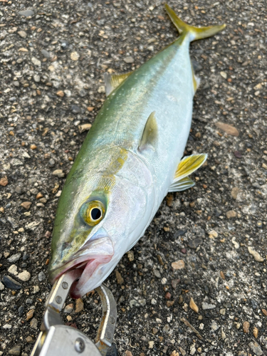 ハマチの釣果