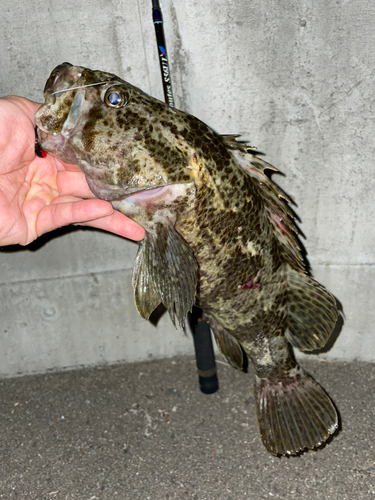 タケノコメバルの釣果