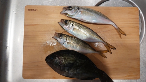 アジの釣果