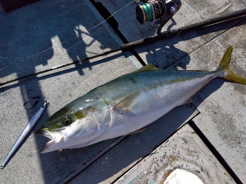 ブリの釣果