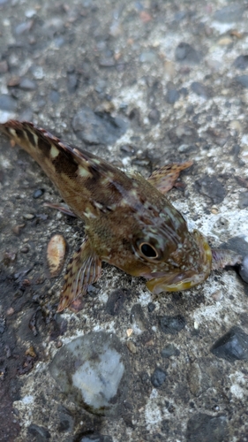 カサゴの釣果