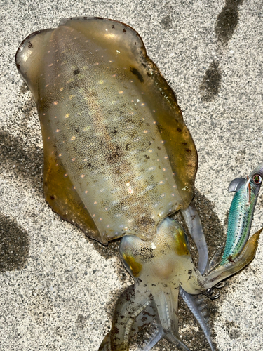 アオリイカの釣果