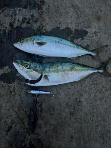 イナダの釣果