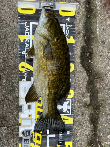 スモールマウスバスの釣果