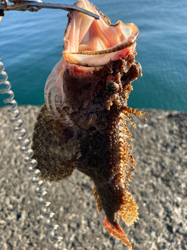 カジカの釣果