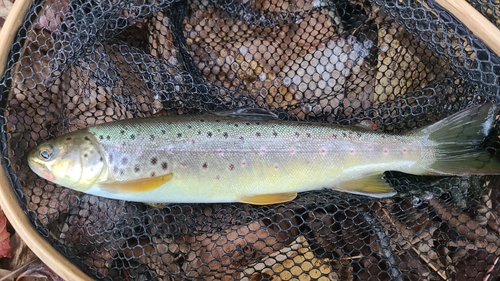 ブラウントラウトの釣果