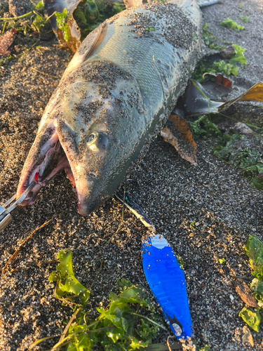 アキアジの釣果