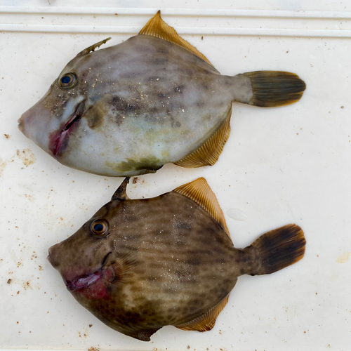 カワハギの釣果