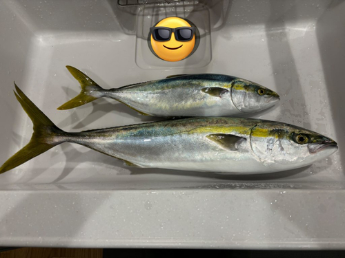 ヤズの釣果