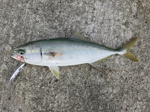 ハマチの釣果