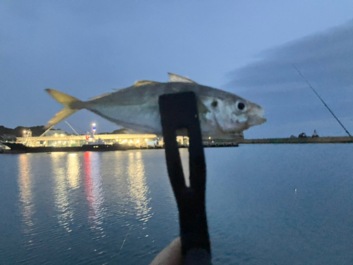 イワシの釣果