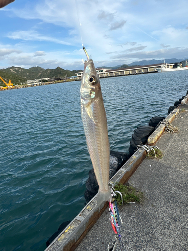 キスの釣果