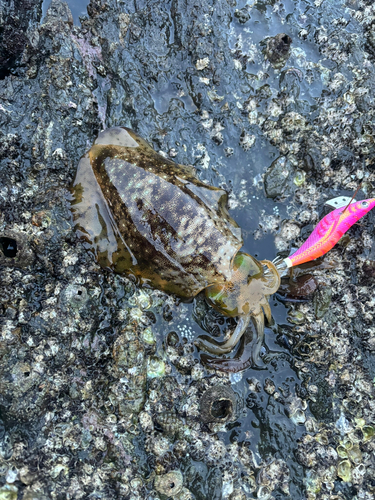 アオリイカの釣果