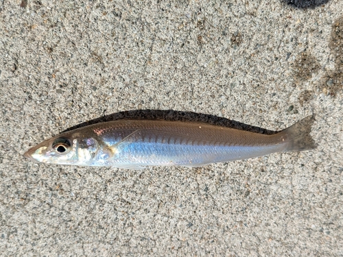 キスの釣果