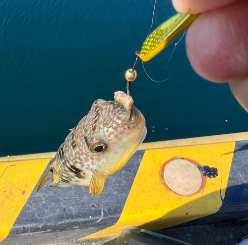 クサフグの釣果