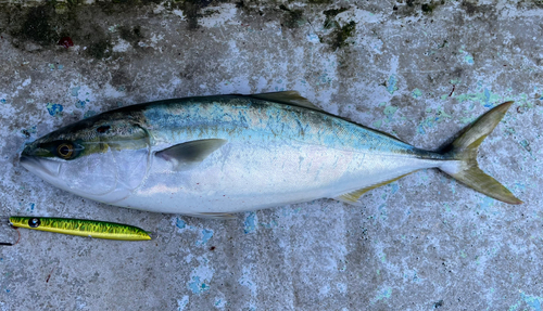 フクラギの釣果