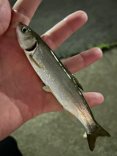 ウグイの釣果