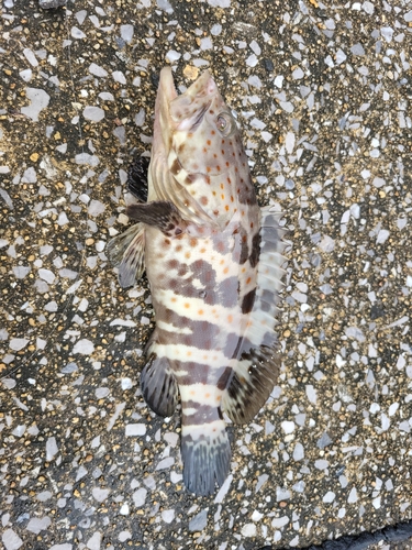 チャイロマルハタの釣果