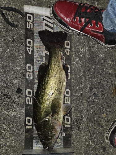 ブラックバスの釣果