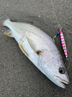 オオニベの釣果