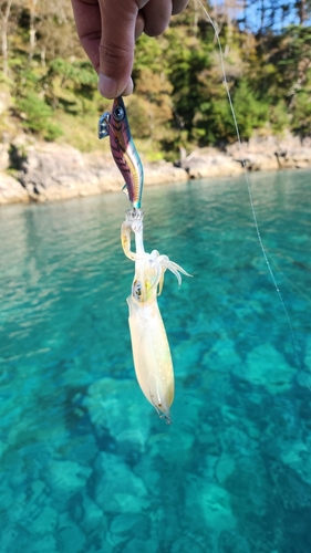 イカの釣果