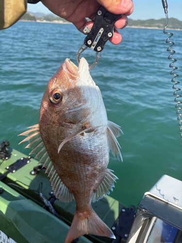 タイの釣果