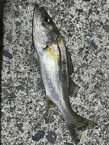 セイゴ（マルスズキ）の釣果