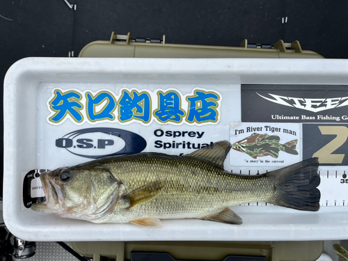 ブラックバスの釣果