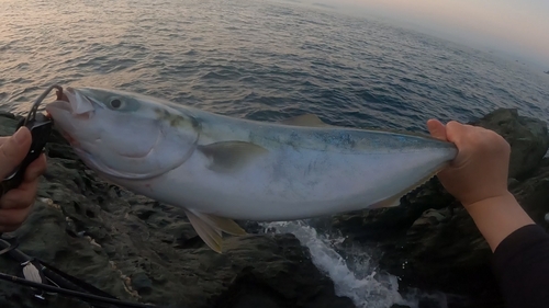 ハマチの釣果