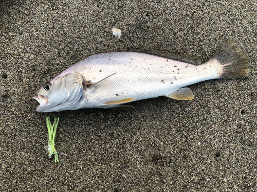 ニベの釣果