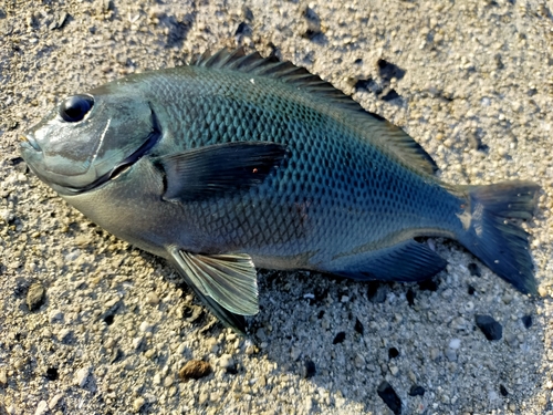 グレの釣果