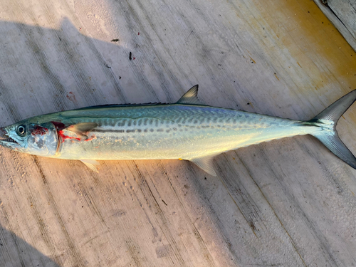 サゴシの釣果