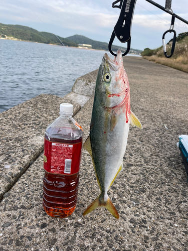 ヤズの釣果