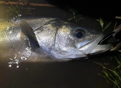 スズキの釣果