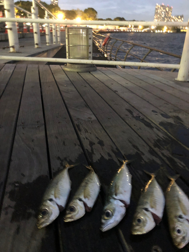 サバの釣果