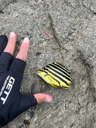 カゴカキダイの釣果