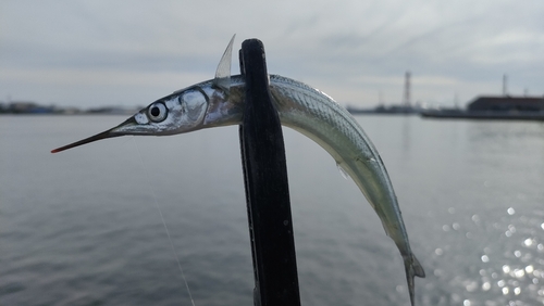 サヨリの釣果