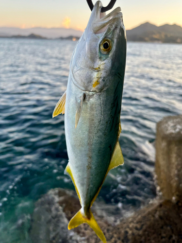 ワラサの釣果