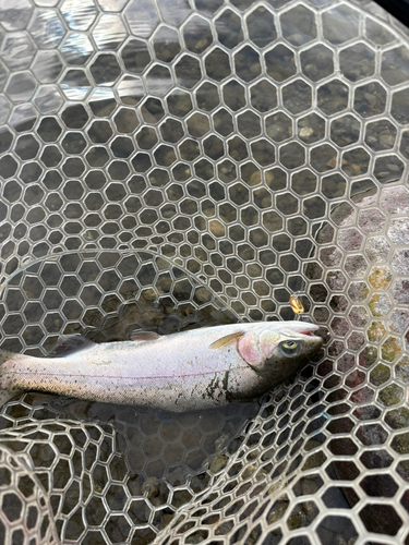 ニジマスの釣果