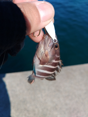 マハタの釣果