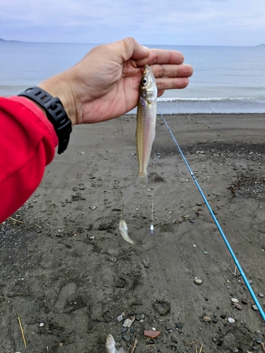 キスの釣果