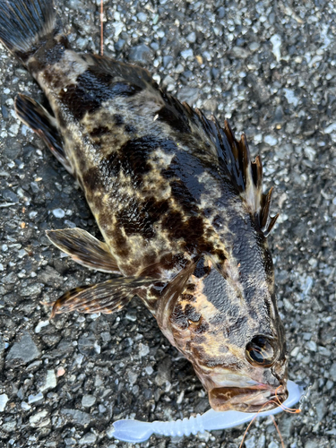 タケノコメバルの釣果